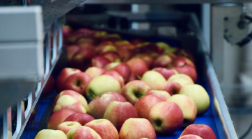 apples on a conveyor belt